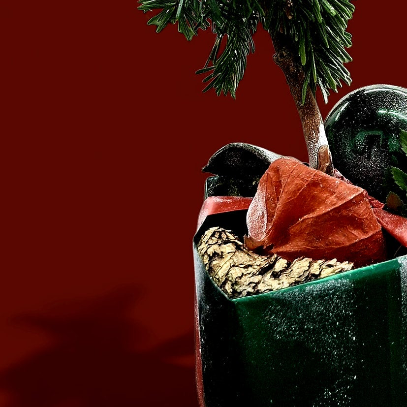 Evergreen Forest Box