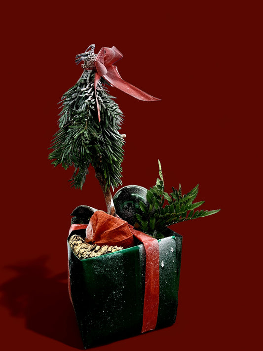 Evergreen Forest Box 🎄📦